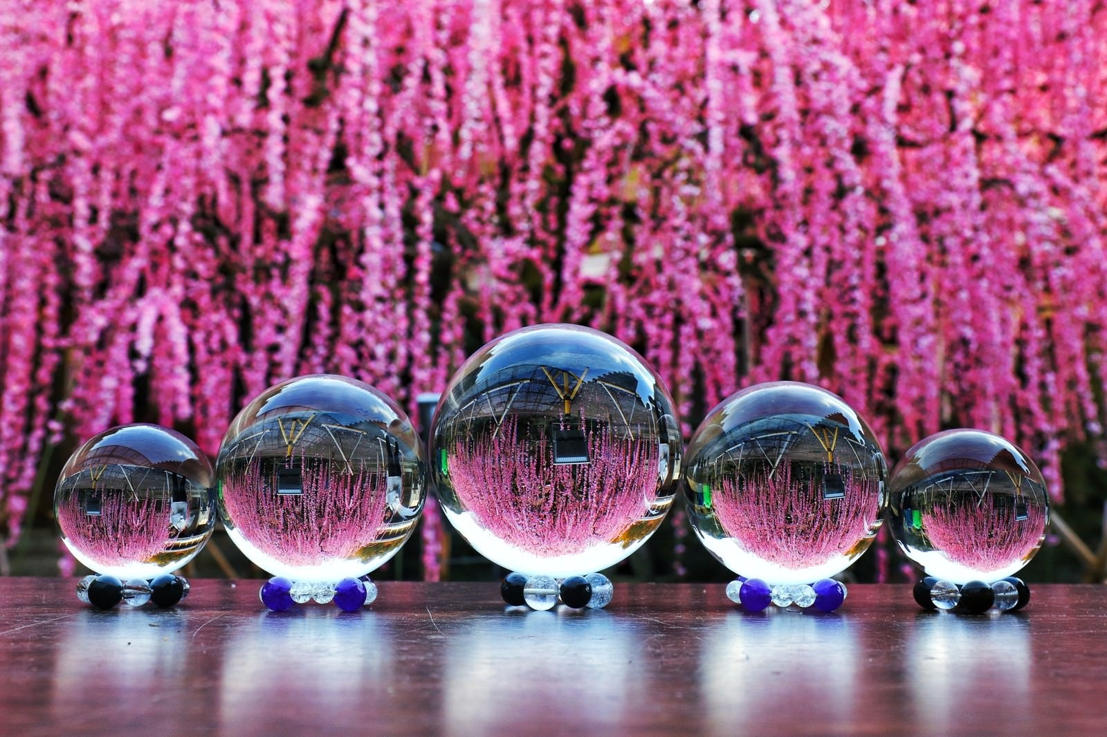 「枝垂れ梅と並ぶガラス玉」の写真