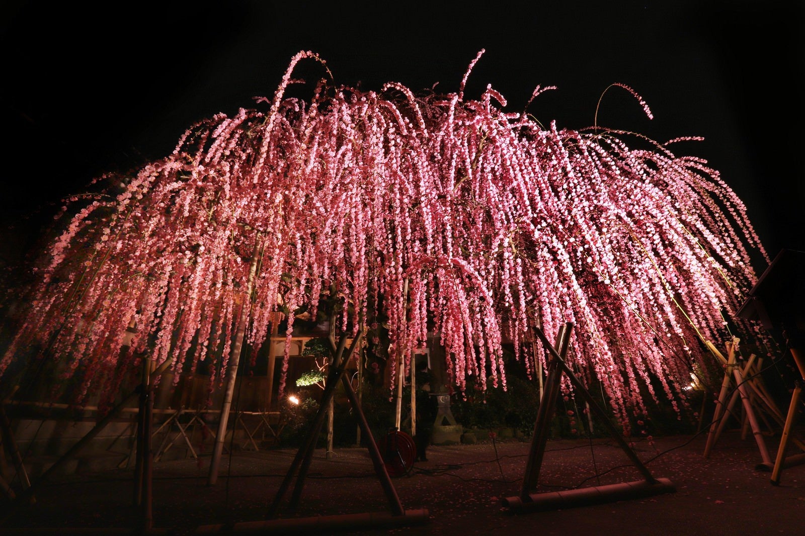 「ライトアップされた枝垂れ梅」の写真