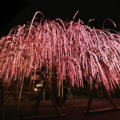 ライトアップされた枝垂れ梅の写真