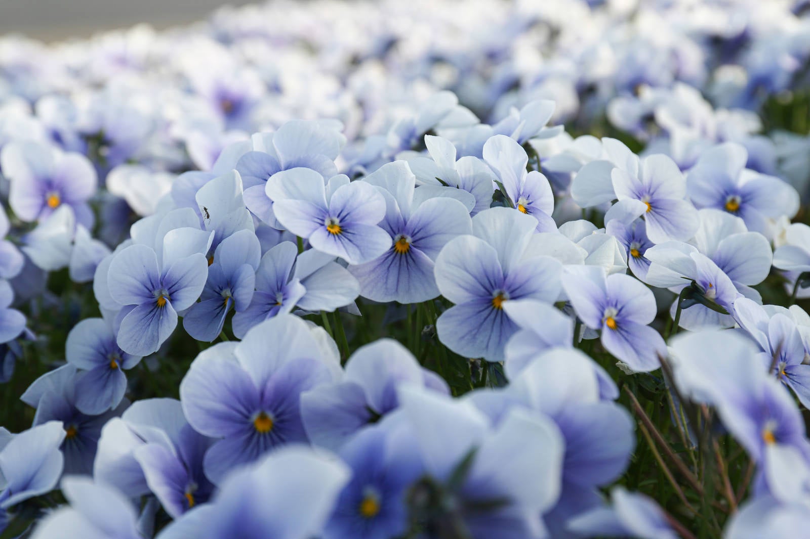 「花壇に咲くビオラ」の写真