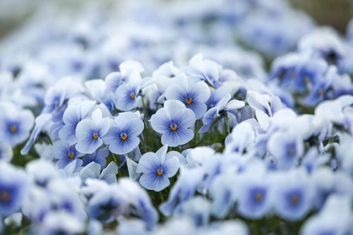 ビオラの花の写真