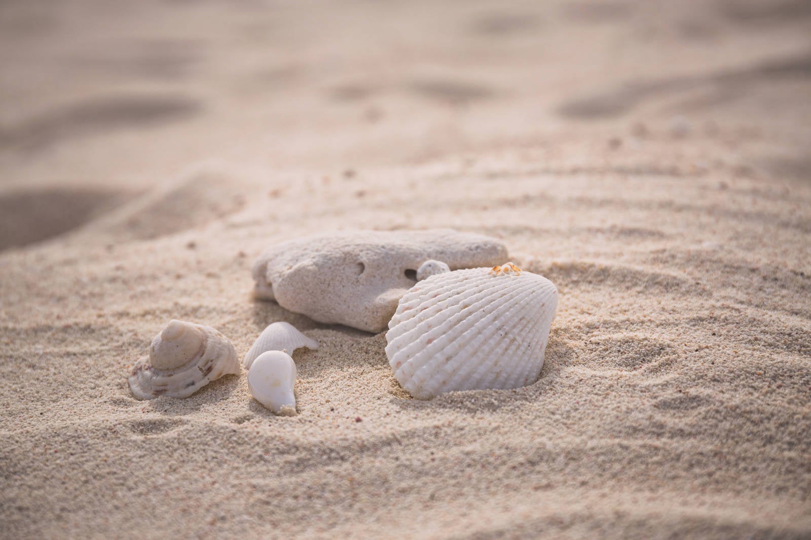 「砂浜に落ちていた貝殻」の写真