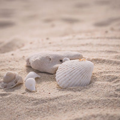 砂浜に落ちていた貝殻の写真
