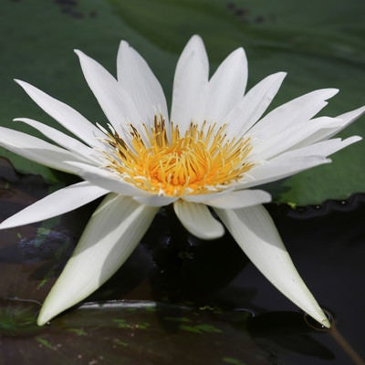 池に浮かび花開く睡蓮の写真