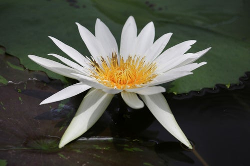 池に浮かび花開く睡蓮の写真