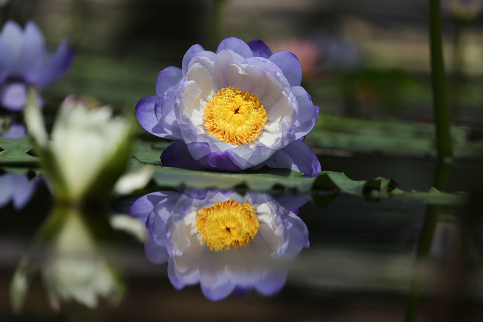 「水面で開花を待つ睡蓮」の写真