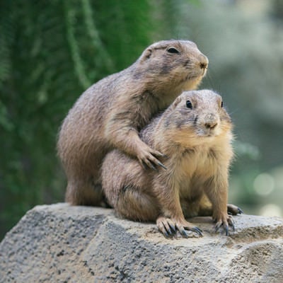 人質取ってドングリを要求の写真