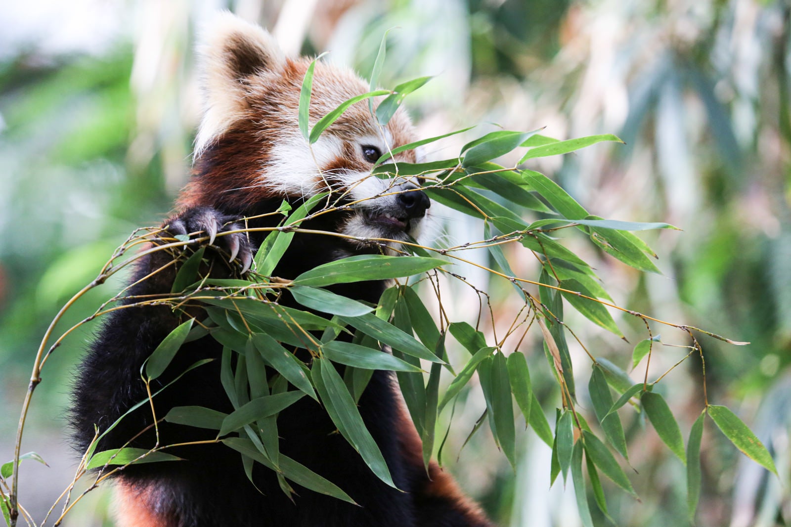 「笹を食うレッサーパンダ」の写真