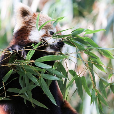 笹を食うレッサーパンダの写真
