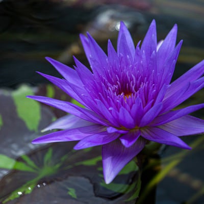 水面に咲く紫色の睡蓮［アナベル］の写真