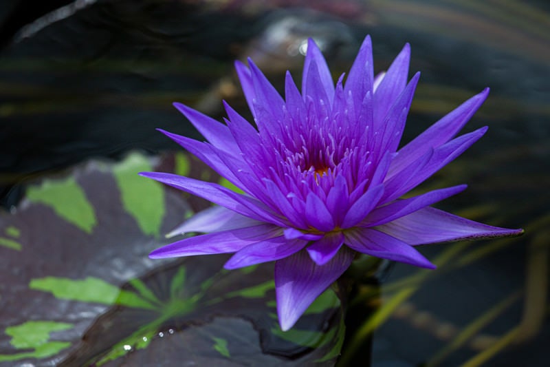 水面に咲く紫色の睡蓮［アナベル］の写真