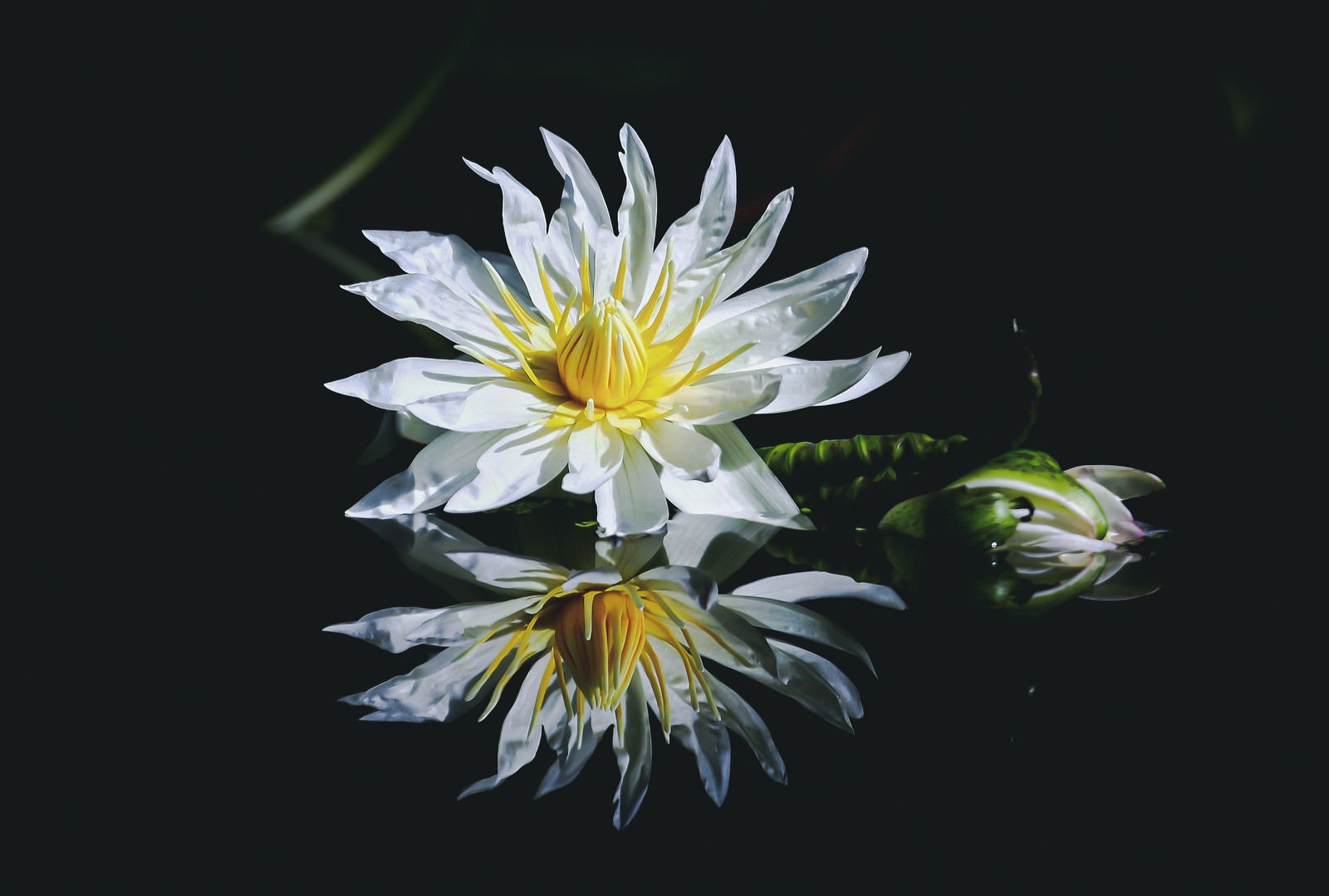 「水面にリフレクションする花」の写真