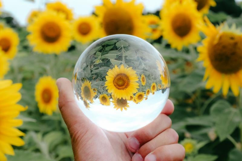 透明な球に閉じ込められた夏の一瞬 向日葵の影と光の写真