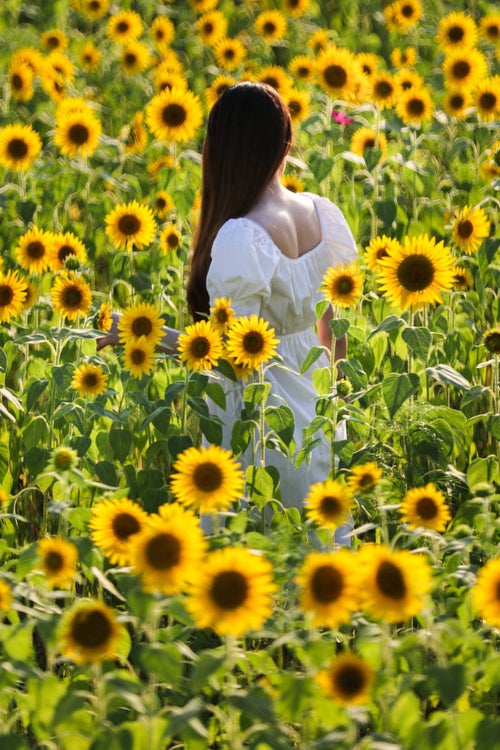 向日葵畑に立つ女性の写真