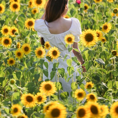 夏の向日葵畑に立つ女性の後ろ姿の写真