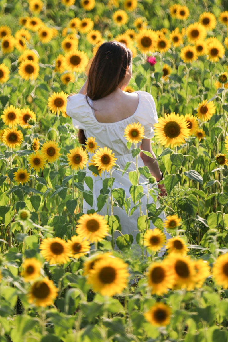 「夏の向日葵畑に立つ女性の後ろ姿」の写真