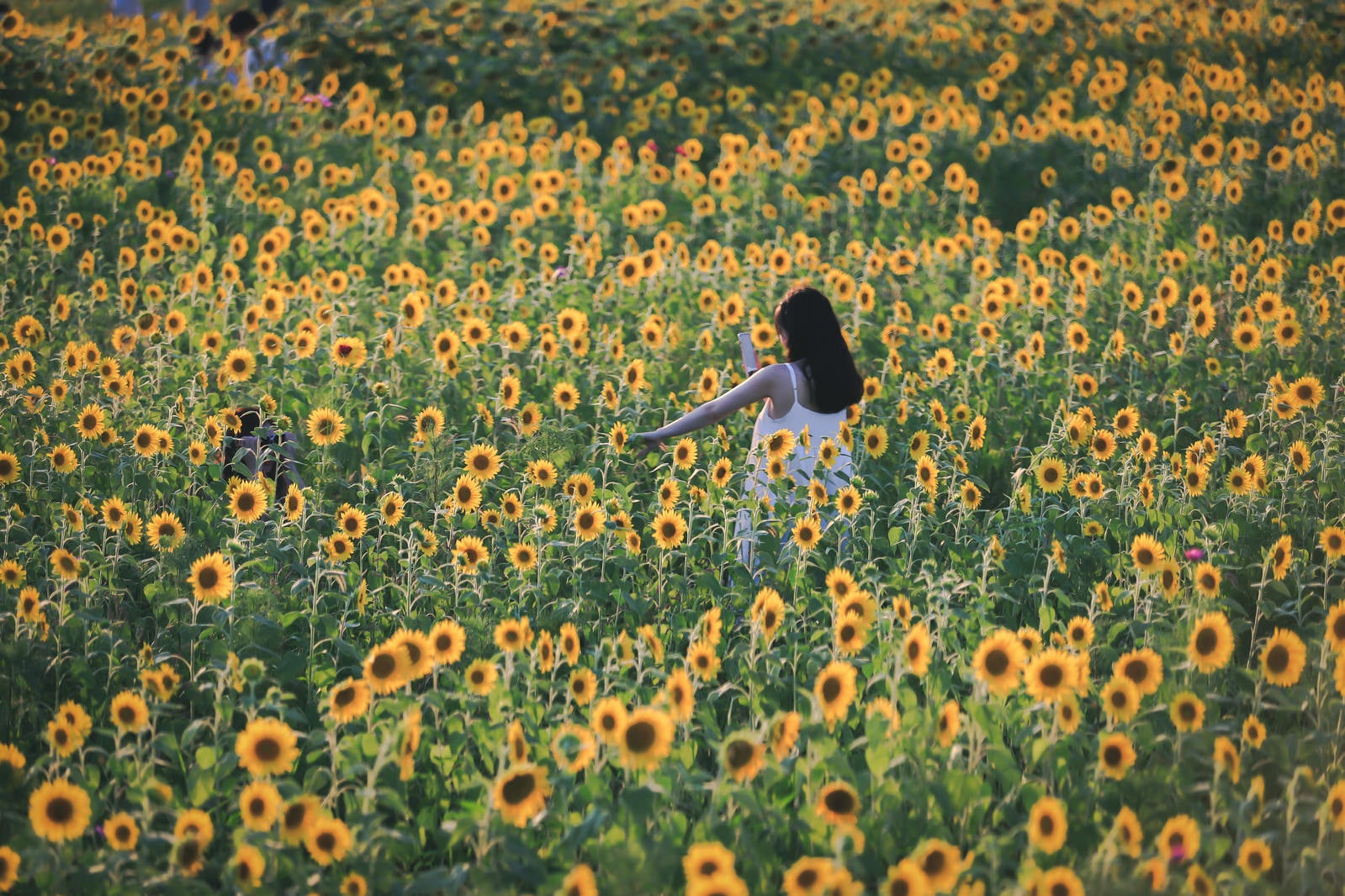 「夏の向日葵畑を撮影する女性」の写真
