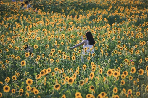 夏の向日葵畑を撮影する女性の写真
