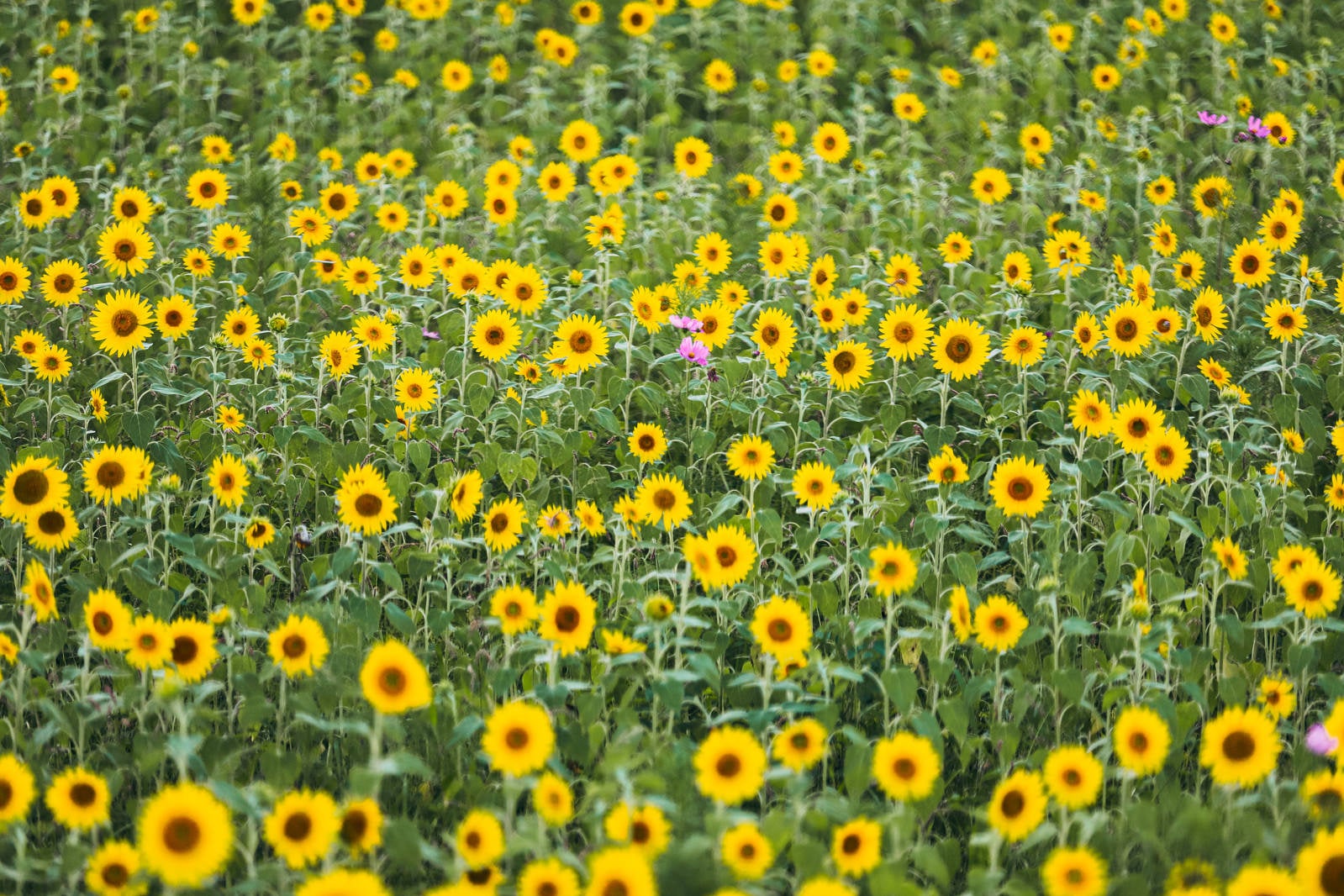 「夏の向日葵畑」の写真