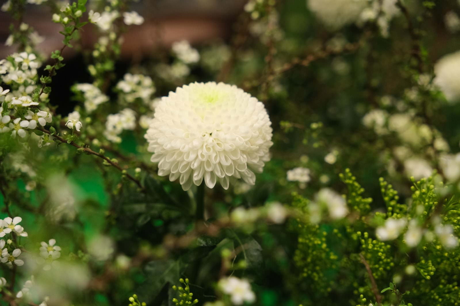 「緑の中にある菊の花」の写真