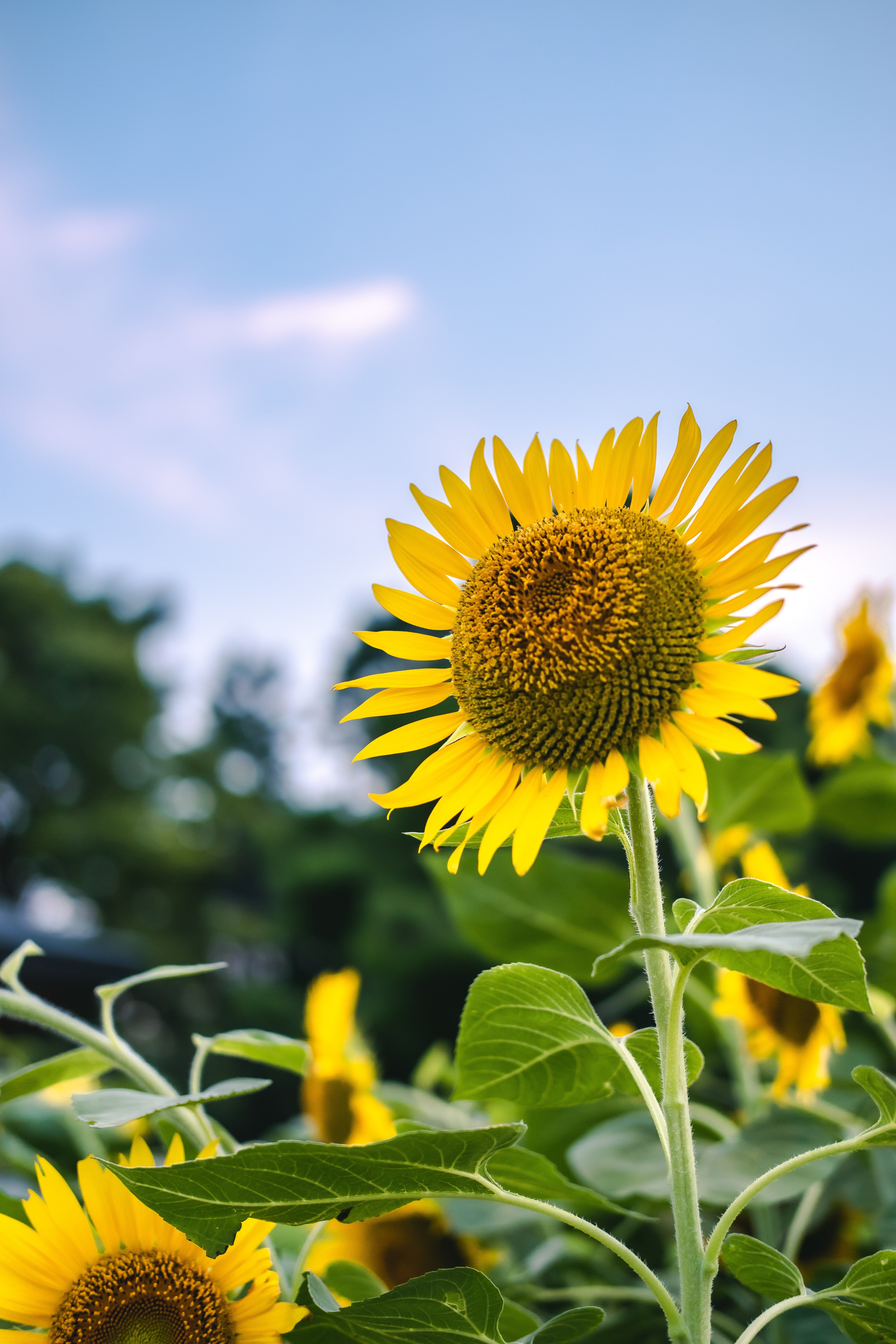 空に向かって咲く向日葵の無料の写真素材 - ID.75031｜フリー素材 ぱくたそ