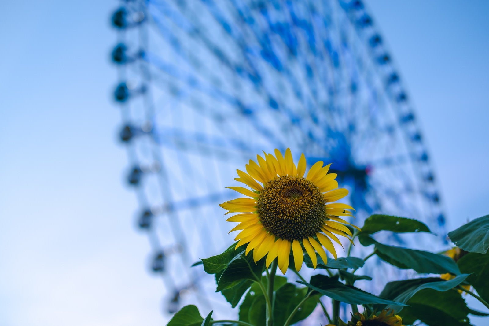 「葛西臨海公園の観覧車と向日葵」の写真