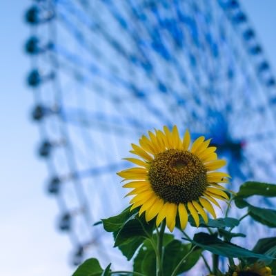 葛西臨海公園の観覧車と向日葵の写真