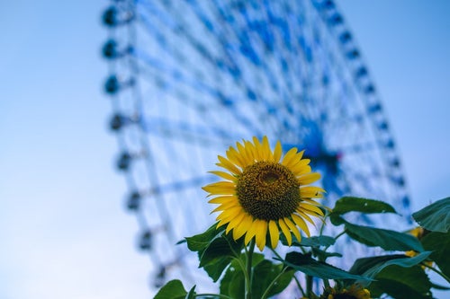 葛西臨海公園の観覧車と向日葵の写真