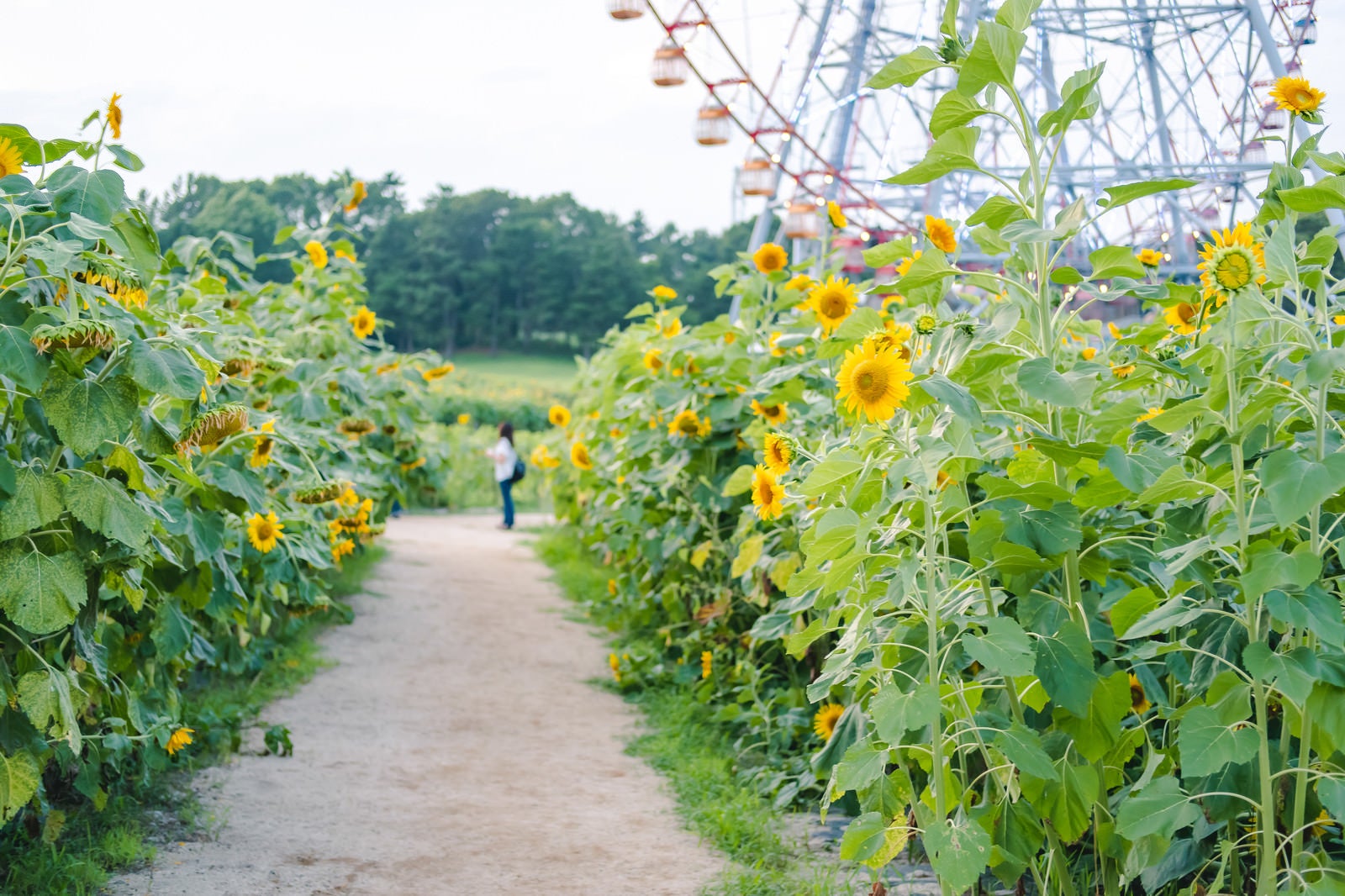 葛西臨海公園の満開のひまわり畑と奥に見える観覧車