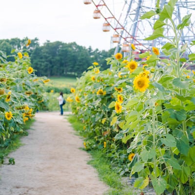 葛西臨海公園の満開ひまわり畑と観覧車の写真