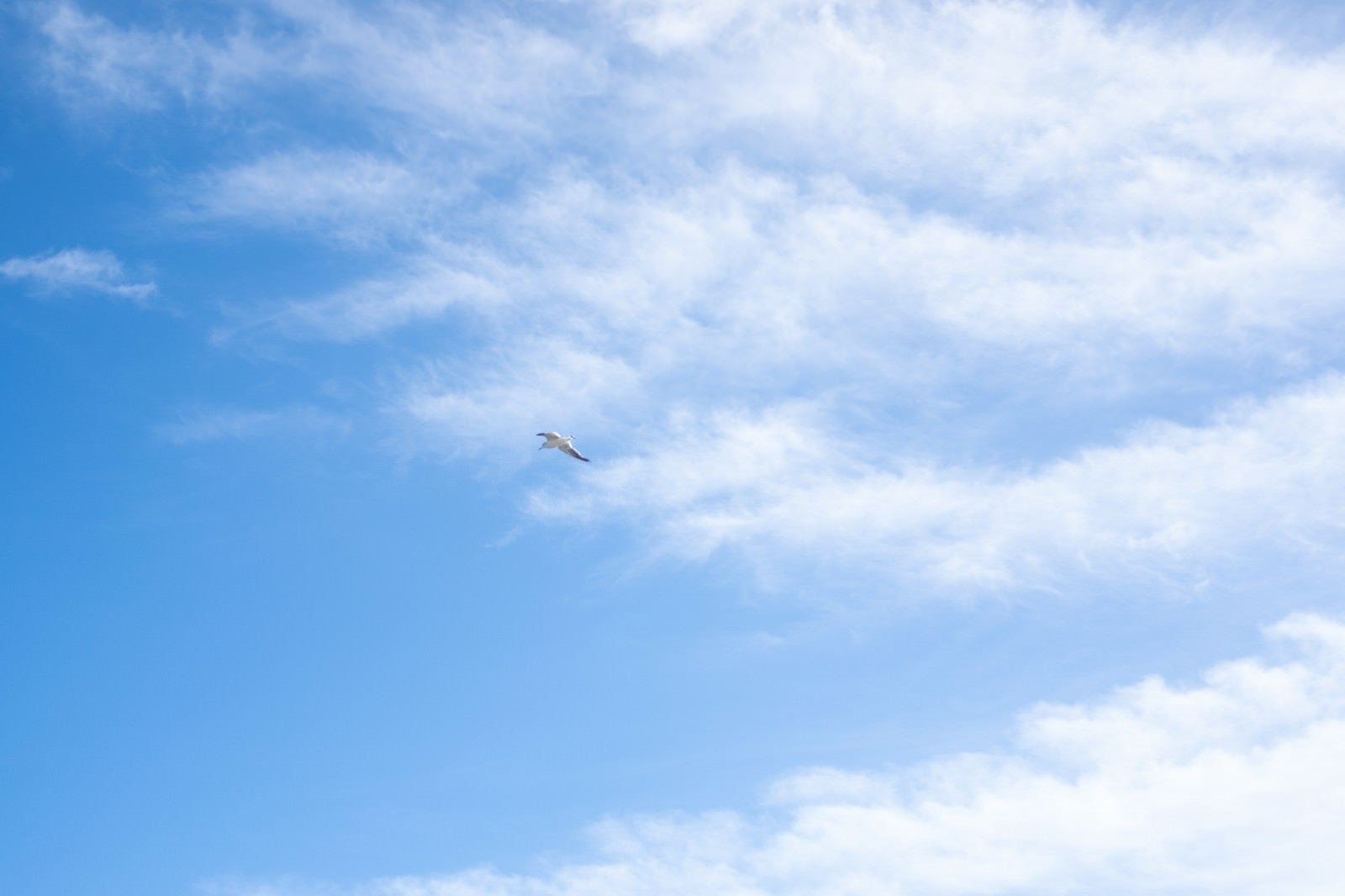 「青空を飛ぶカモメ」の写真