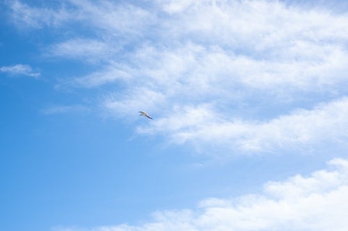 青空を飛ぶカモメの写真