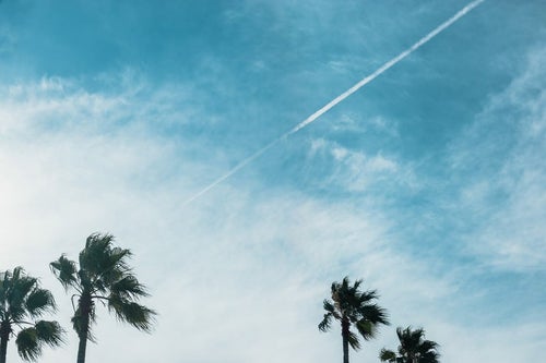 飛行機雲とヤシの木の写真
