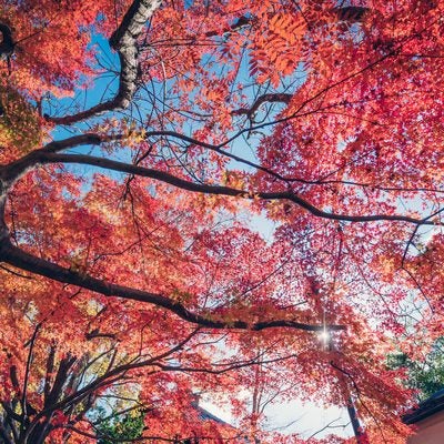 紅葉した木と秋空の写真