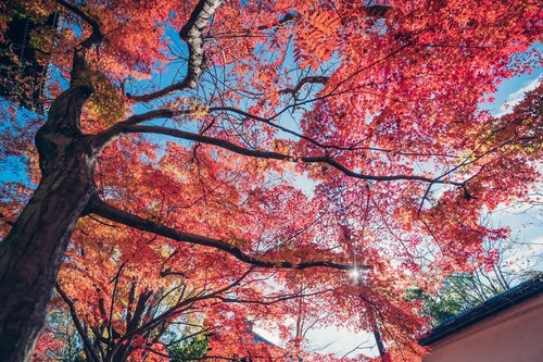 紅葉した木と秋空の写真