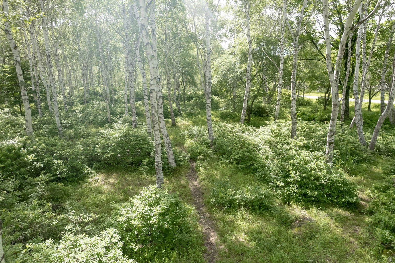 「白樺の森へと続く小道」の写真