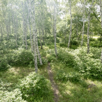 白樺の森へと続く小道の写真