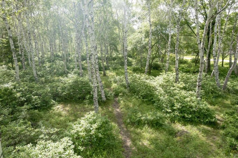 白樺の森へと続く小道の写真