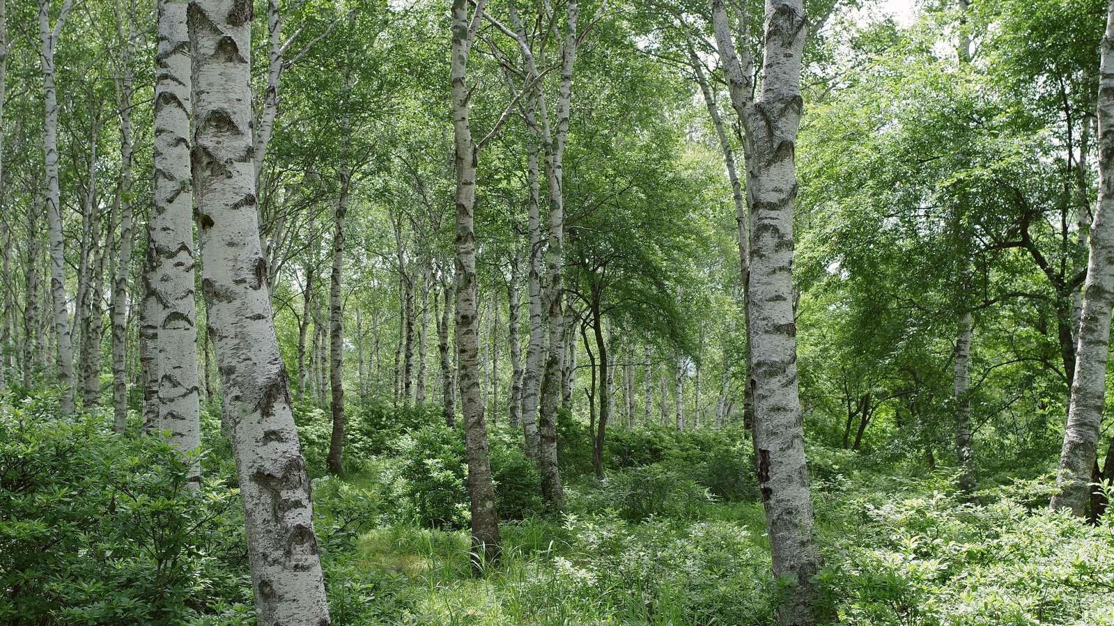「鬱蒼と茂る白樺の森」の写真
