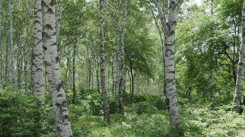 鬱蒼と茂る白樺の森の写真