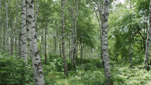 鬱蒼と茂る白樺の森の写真