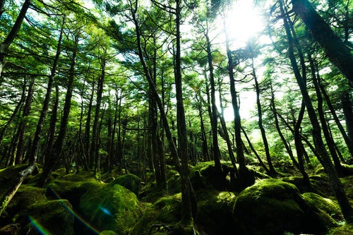 原生林に囲まれた苔の森（白駒）の写真