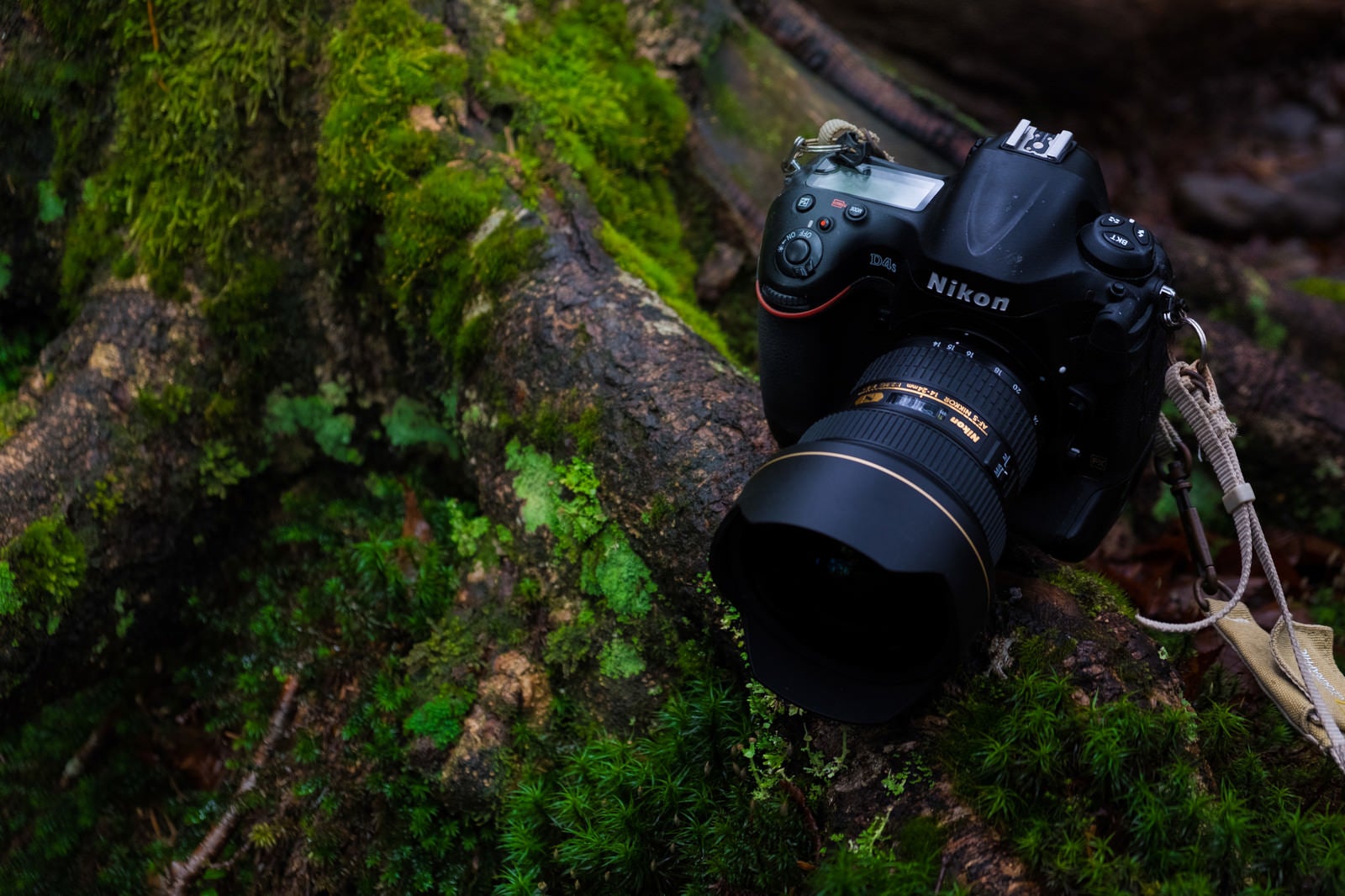 「原生林を撮影する一眼レフカメラ」の写真