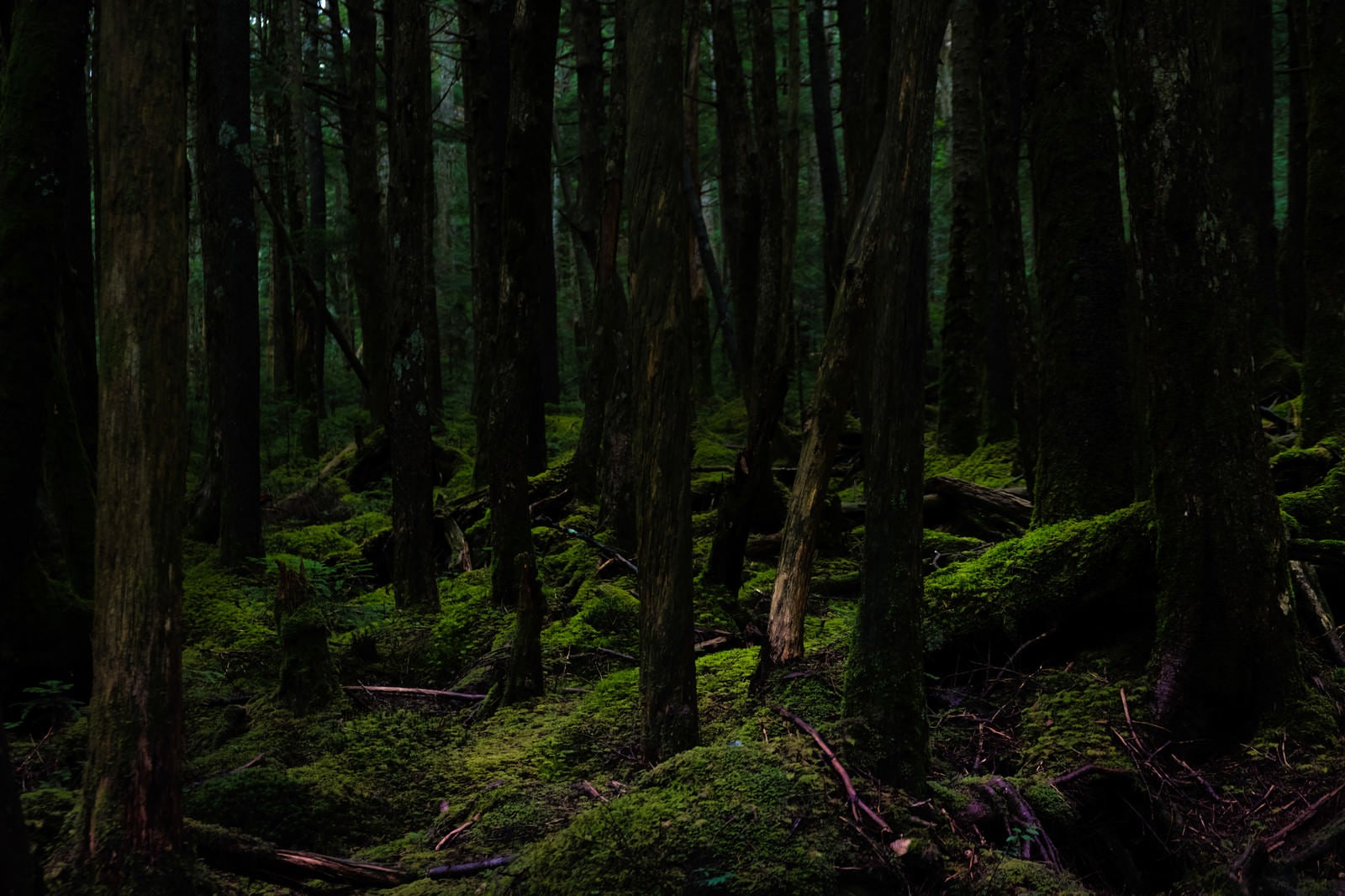 「静寂な白駒の原生林」の写真