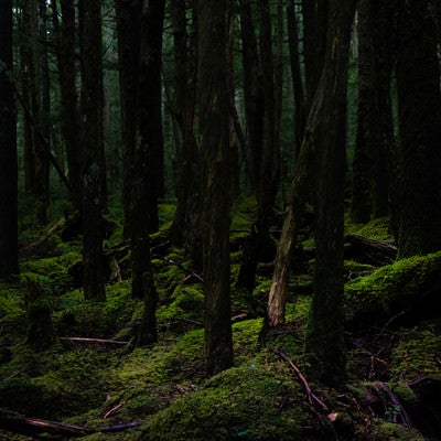静寂な白駒の原生林の写真