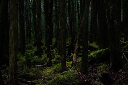 静寂な白駒の原生林の写真