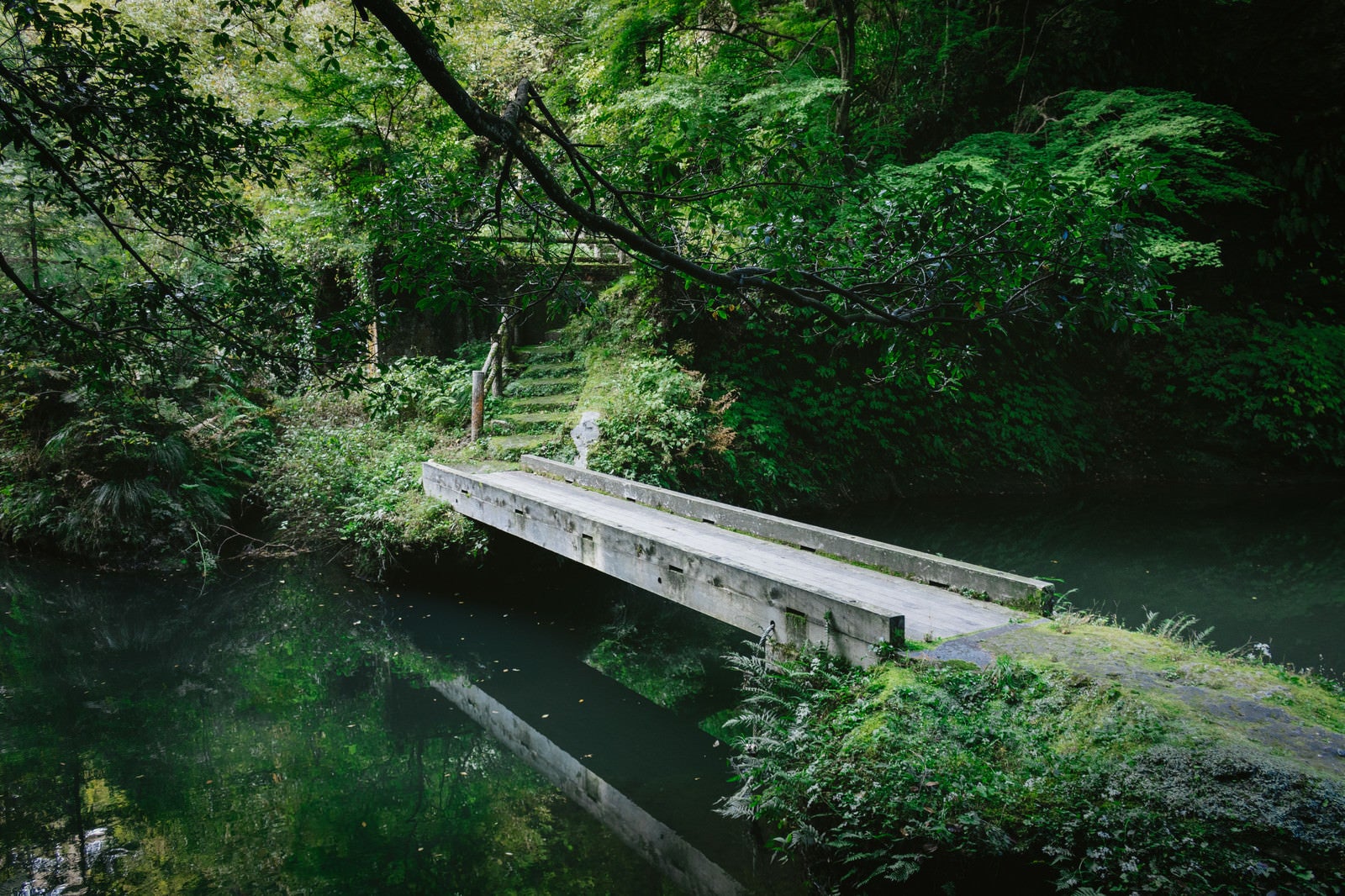 「森の中の小さな橋」の写真