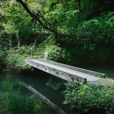 森の中の小さな橋の写真