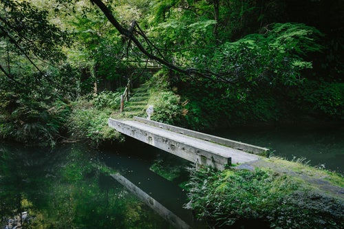 森の中の小さな橋の写真