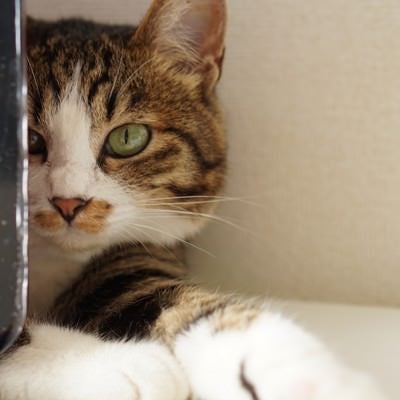 PCモニターの後ろに隠れるキジ猫の写真